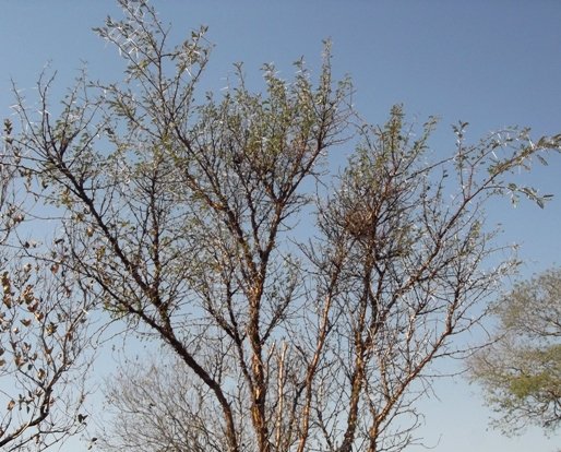 Vachellia exuvialis crown