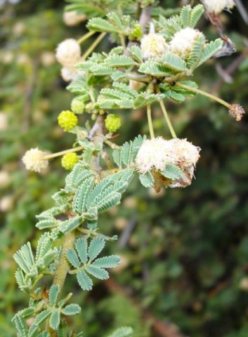 Vachellia tortilis subsp. heteracantha