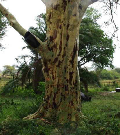 Vachellia xanthophloea trunk