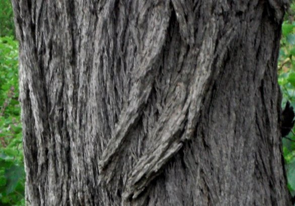 Vachellia erioloba vertical highway covering
