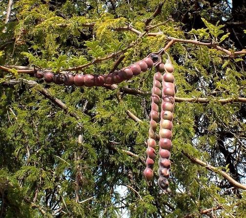 Vachellia nilotica pods