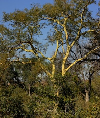Vachellia xanthophloea stem colour