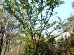 Vachellia robusta subsp. robusta