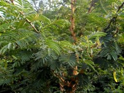 Vachellia sieberiana var. woodii showing bark and green pods