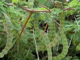 Vachellia karroo young spines not white