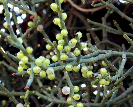 Viscum capense berries