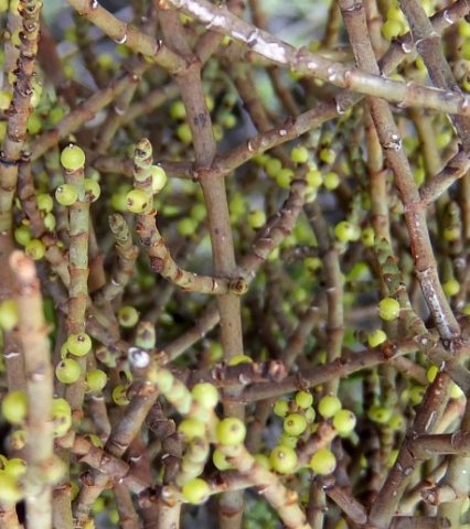 Viscum continuum older stems
