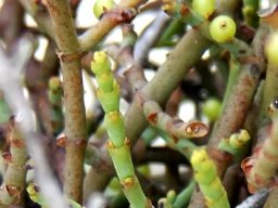 Viscum continuum younger stems
