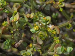 Viscum rotundifolium inflorescences