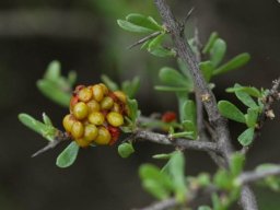 Viscum rotundifolium offloaded seeds