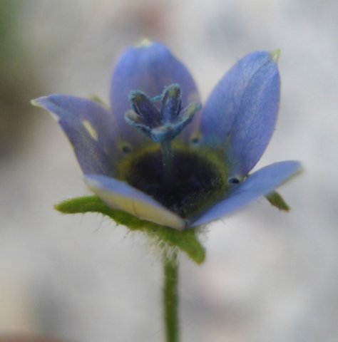 Wahlenbergia capensis