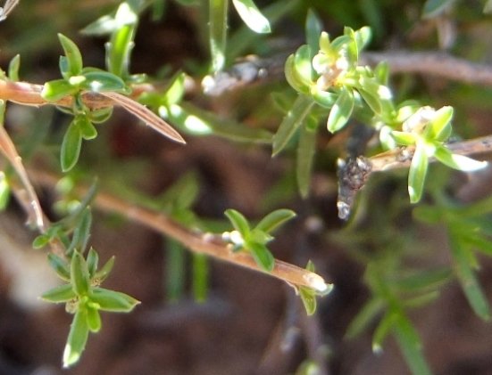 Wahlenbergia nodosa