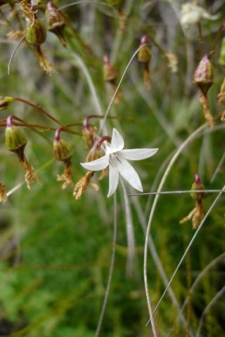 Wahlenbergia pulvillus-gigantis flower