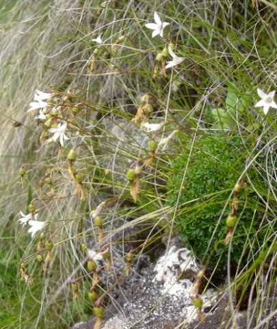 Wahlenbergia pulvillus-gigantis