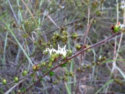 Wahlenbergia albens