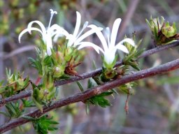 Wahlenbergia albens flowers