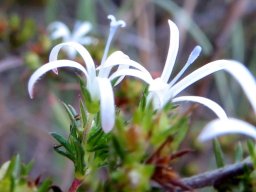 Wahlenbergia albens blue styles