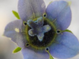 Wahlenbergia capensis flower