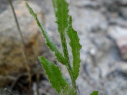 Wahlenbergia capensis leaves