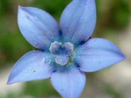 Wahlenbergia cernua