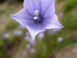 Wahlenbergia cuspidata flower