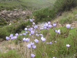 Wahlenbergia cuspidata