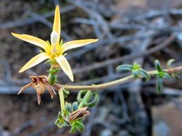 Wahlenbergia