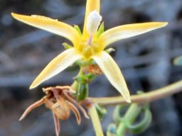 Wahlenbergia nodosa flower