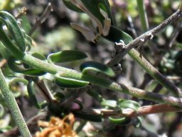 Wahlenbergia thunbergiana leaves