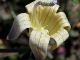 Wahlenbergia thunbergiana flower