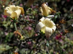 Wahlenbergia thunbergiana
