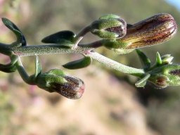 Wahlenbergia thunbergiana early bud stages