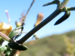 Wahlenbergia thunbergiana stem nodes