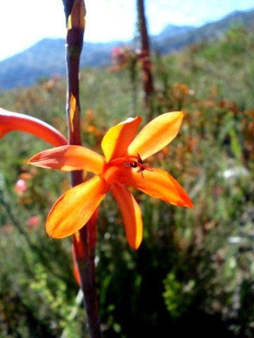 Watsonia angusta