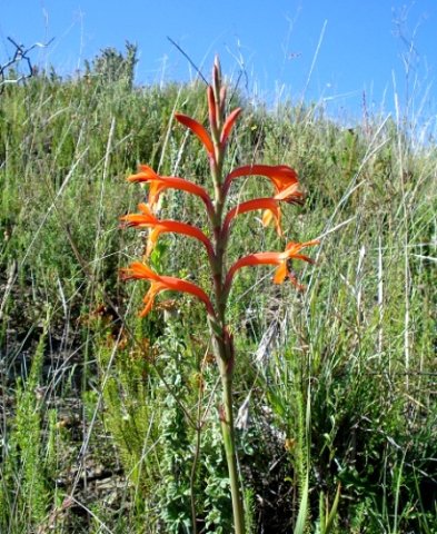 Watsonia angusta near Oudtshoorn