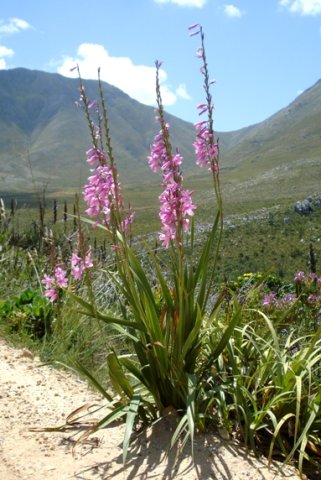 Watsonia borbonica subsp. borbonica