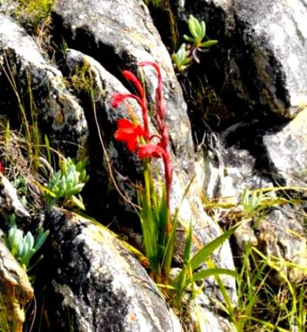 Watsonia coccinea