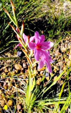 Watsonia dubia