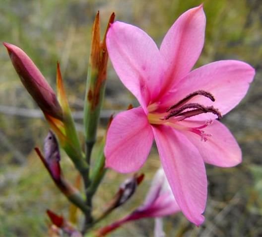 Watsonia dubia