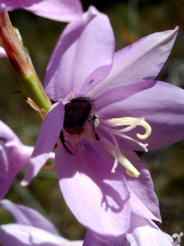 Watsonia marginata flower and client