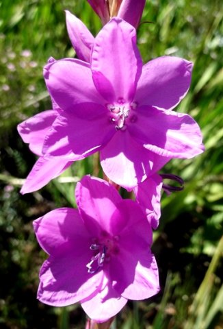 Watsonia marginata flowers