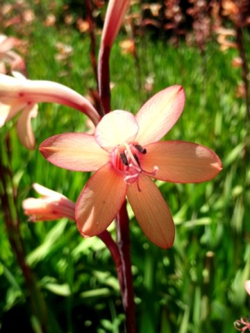 Watsonia stokoei flower