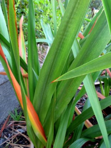 Watsonia tabularis
