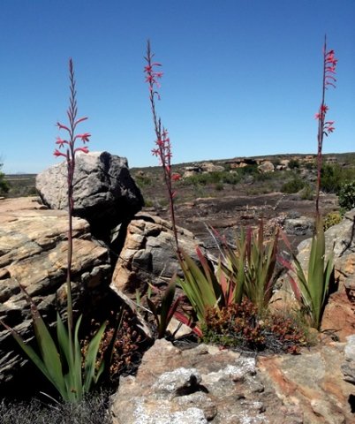 Watsonia vanderspuyae
