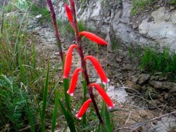 Watsonia aletroides