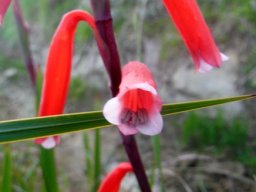 Watsonia aletroides, inside the flower