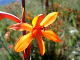 Watsonia angusta