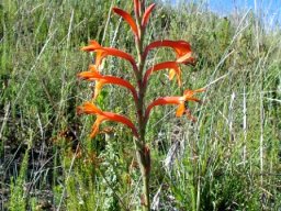 Watsonia angusta near Oudtshoorn