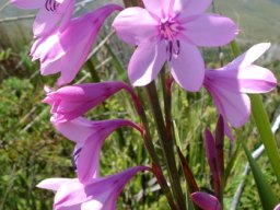 Watsonia borbonica subsp. borbonica flowers
