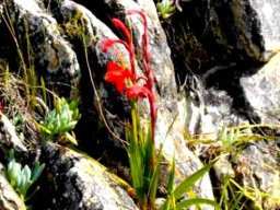 Watsonia coccinea